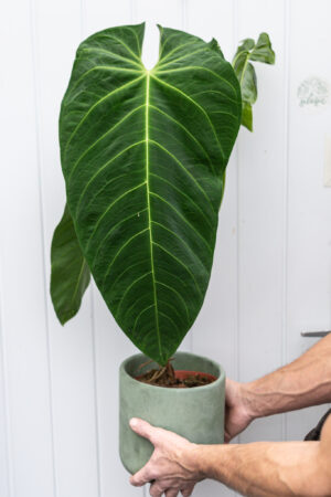 Anthurium Queremalense