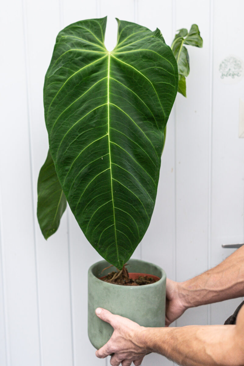 Anthurium Queremalense