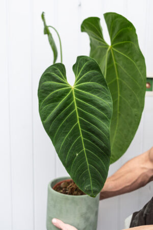 Anthurium Queremalense
