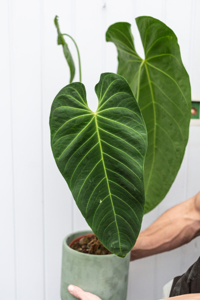 Anthurium Queremalense Anthurium Queremalense