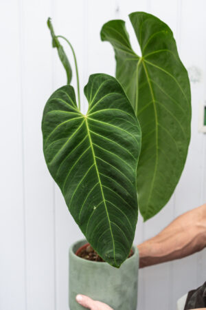 Anthurium Queremalense