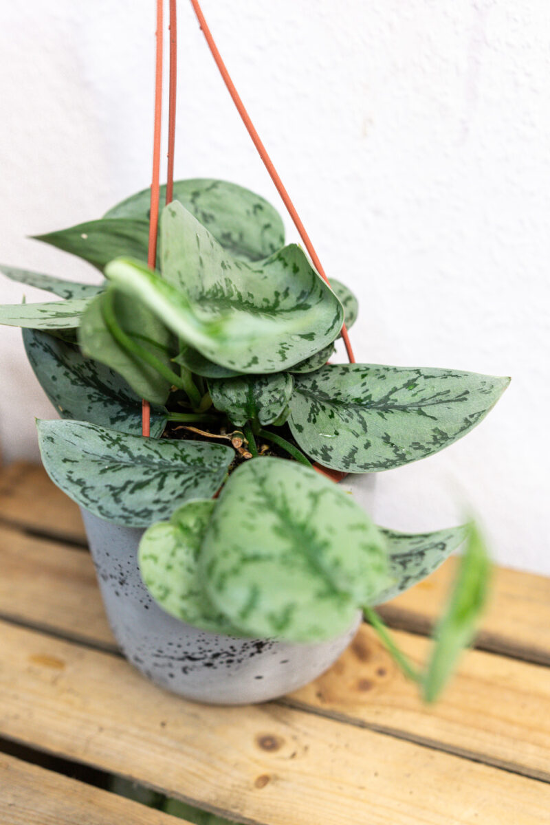 Scindapsus Silver Lady