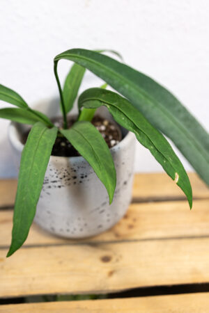 Anthurium Vittarifolium