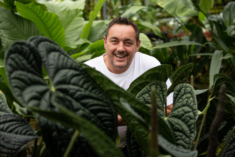 Anthurium Luxurians Anthurium Luxurians