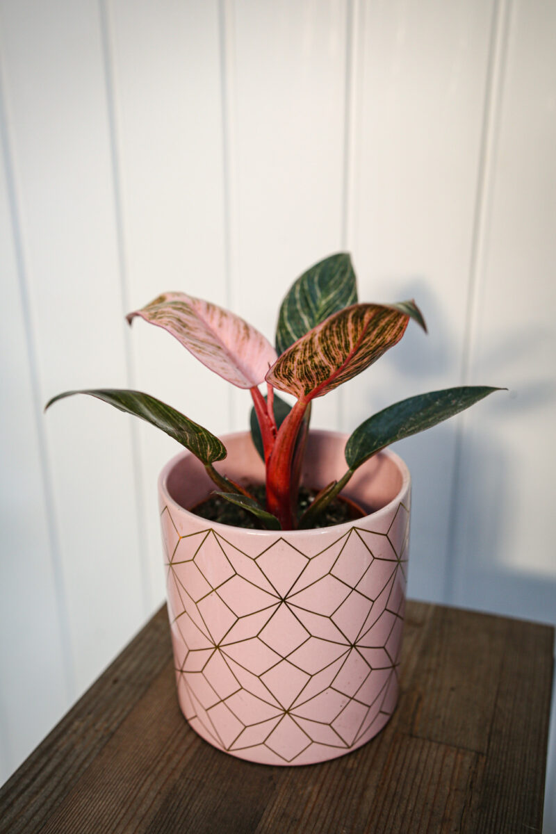 Philodendron Birkin Pink