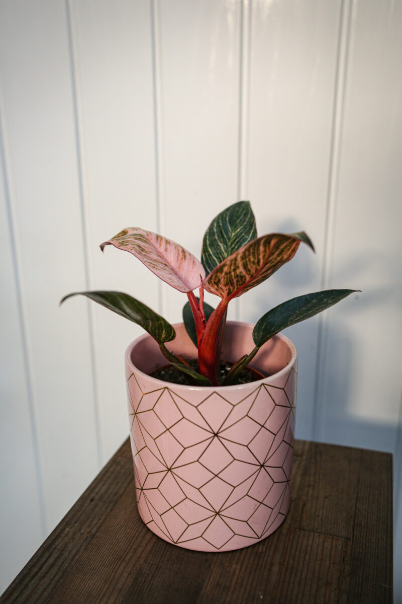 Philodendron Birkin Pink