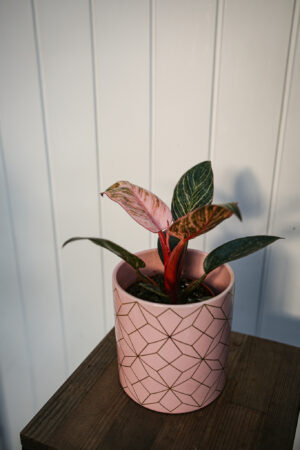 Philodendron Birkin Pink