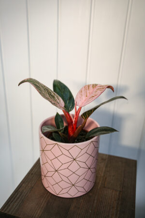 Philodendron Birkin Pink