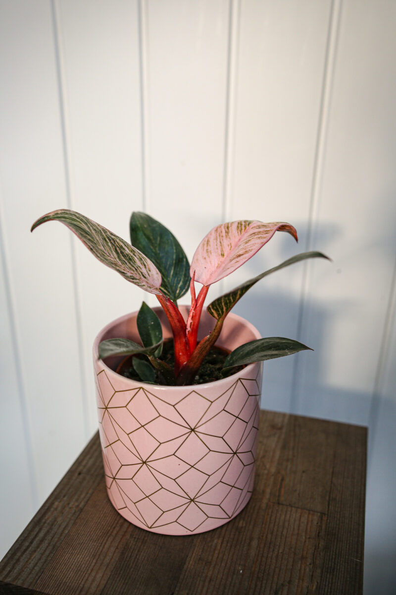 Philodendron Birkin Pink