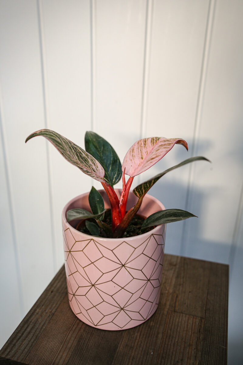 Philodendron Birkin Pink