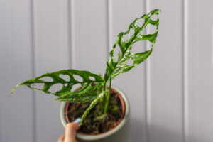 Monstera Obliqua Peru
