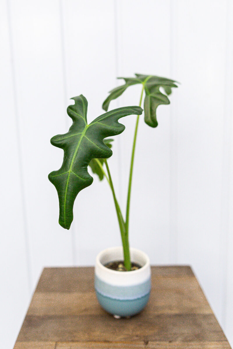 Alocasia Portei Alocasia Portei