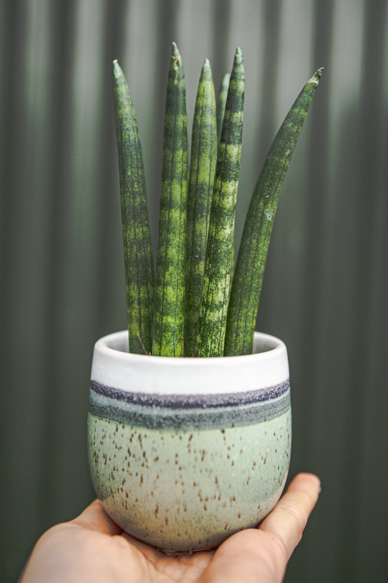Sansewieria cylindryczna ‘Straight’ Sansewieria cylindryczna ‘Straight’