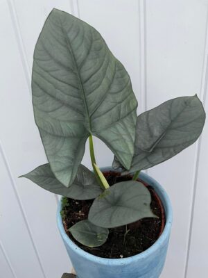 Alocasia Nebula Imperialis
