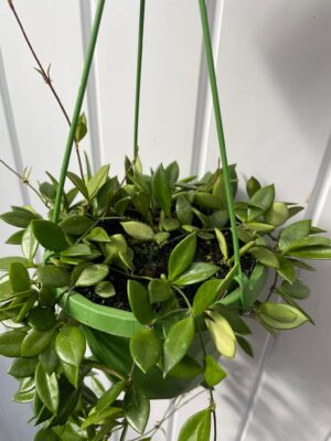 HOYA PUBER