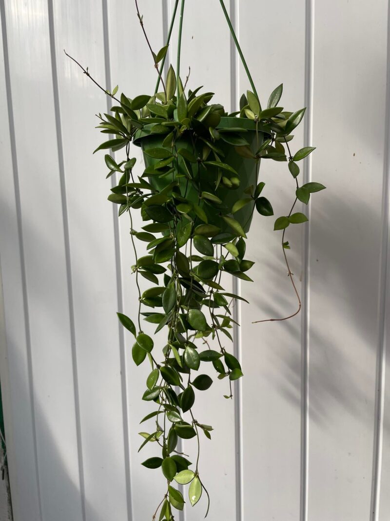 HOYA PUBER