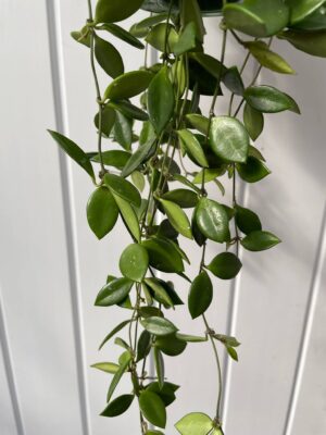 HOYA PUBER