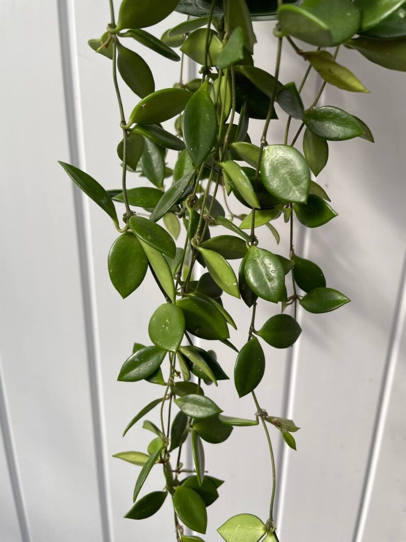 HOYA PUBER