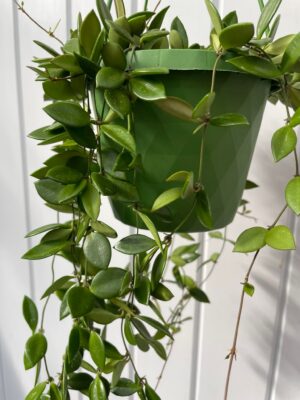 HOYA PUBER