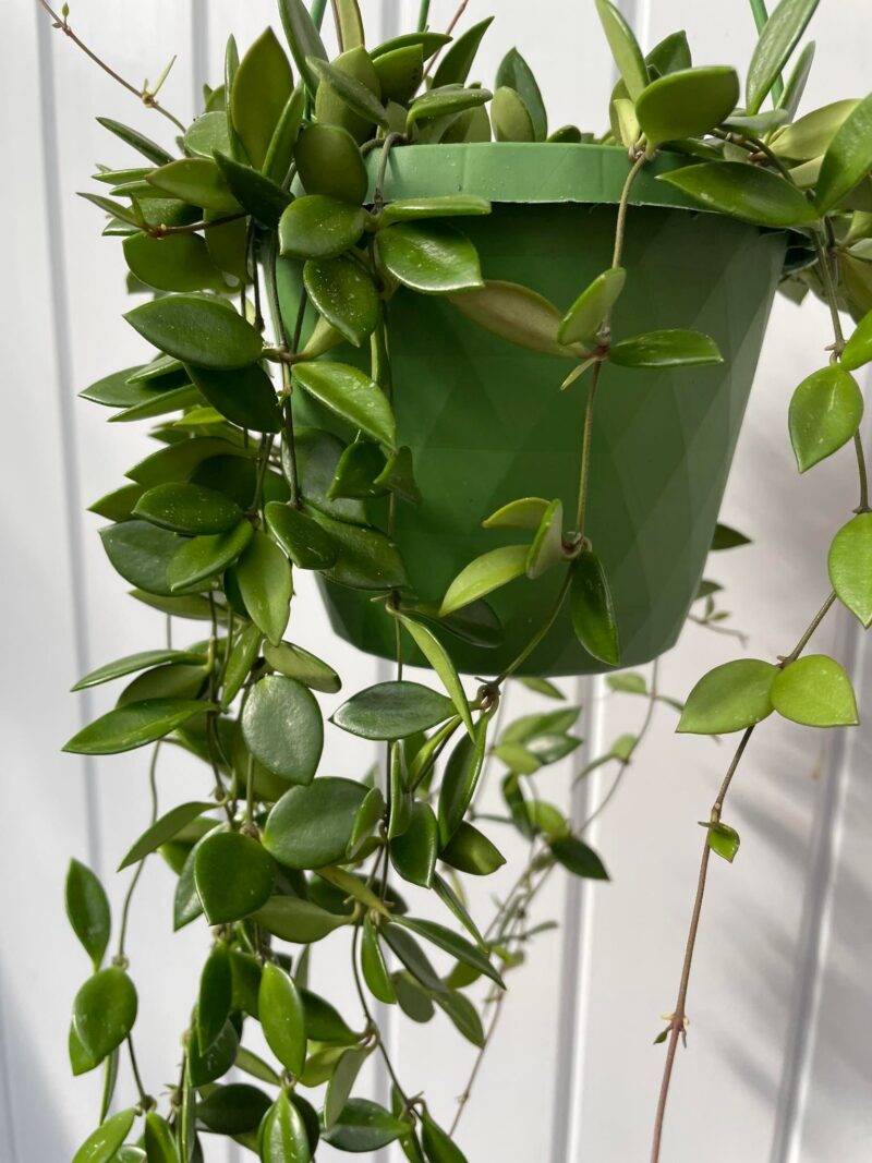 HOYA PUBER