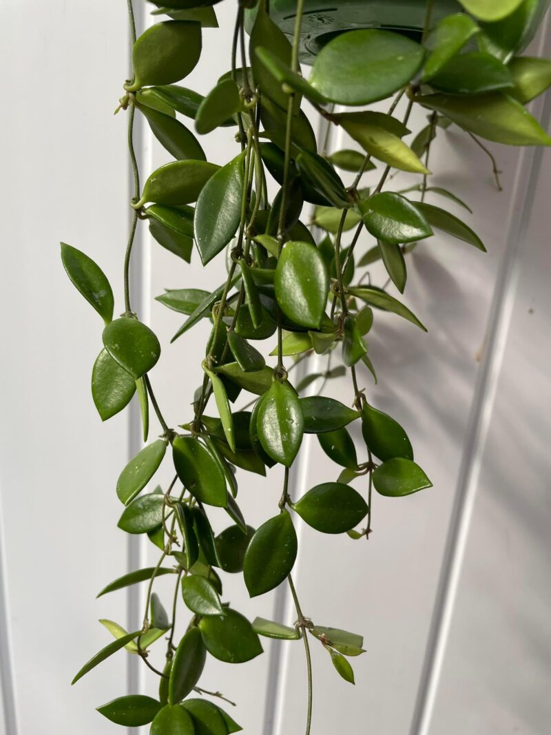 HOYA PUBER