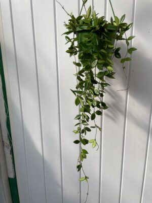 HOYA PUBER
