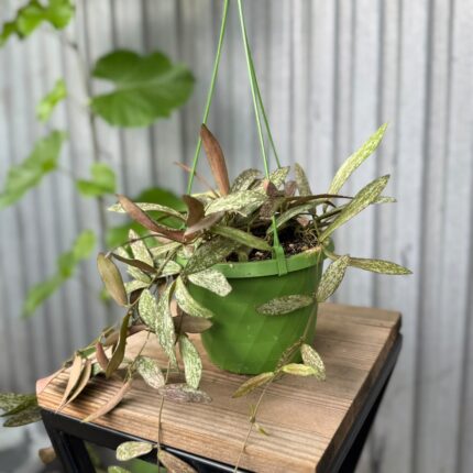 HOYA SIGILLATIS