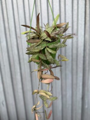HOYA SIGILLATIS