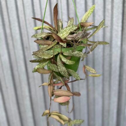 HOYA SIGILLATIS