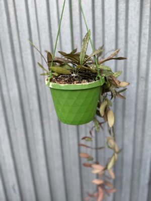 HOYA SIGILLATIS