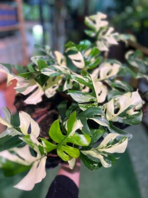 Rhaphidophora tetrasperma variegata ( monstera minima variegata)
