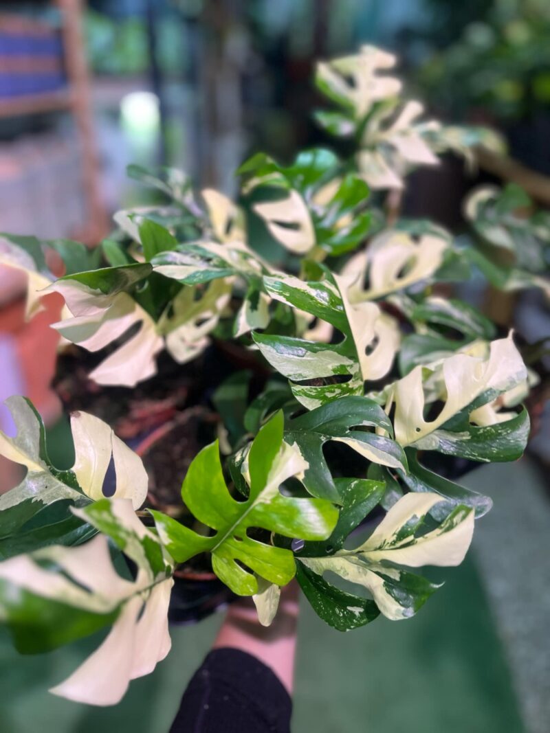 Rhaphidophora tetrasperma variegata ( monstera minima variegata)