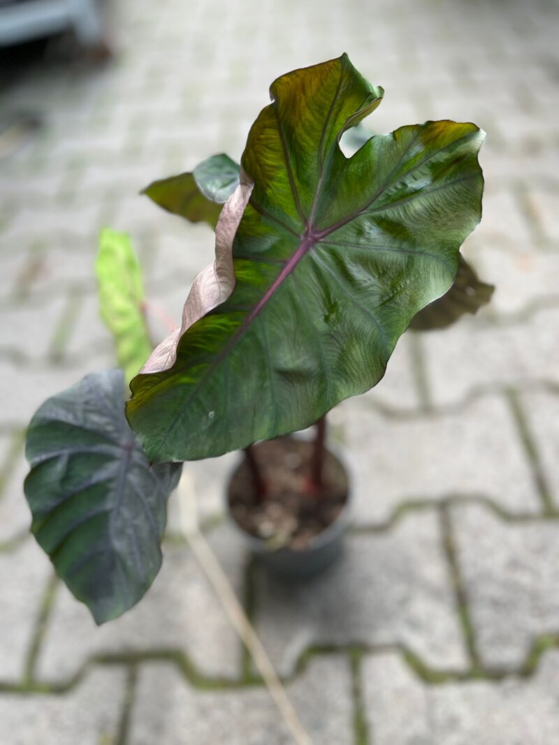 Colocasia esculenta Redemption Colocasia esculenta Redemption