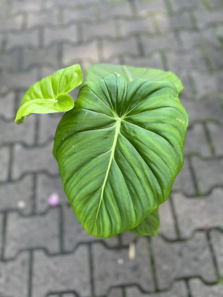 Philodendron Mcdowelll Philodendron Mcdowelll
