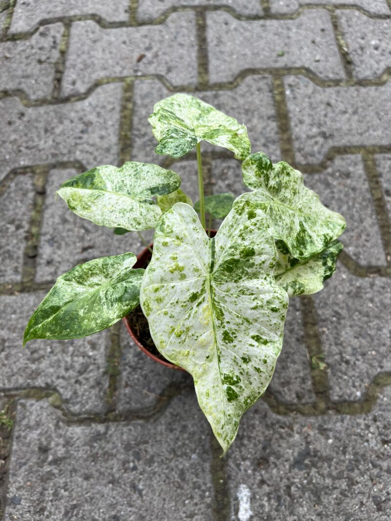 Alocasia Macrorrhiza Variegata Splash Alocasia Macrorrhiza Variegata Splash
