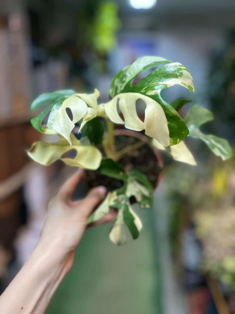 Rhaphidophora tetrasperma variegata ( monstera minima variegata)