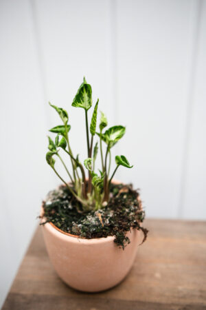 Syngonium Godzilla