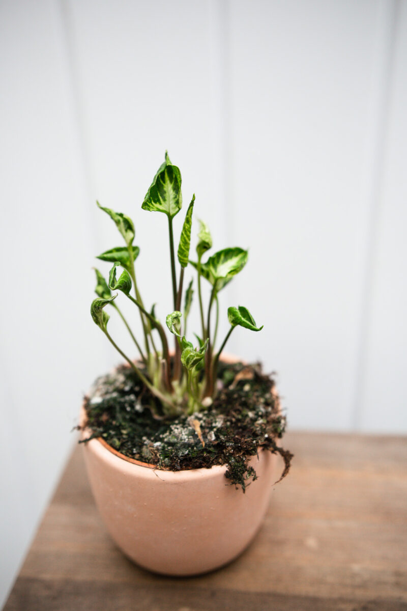 Syngonium Godzilla