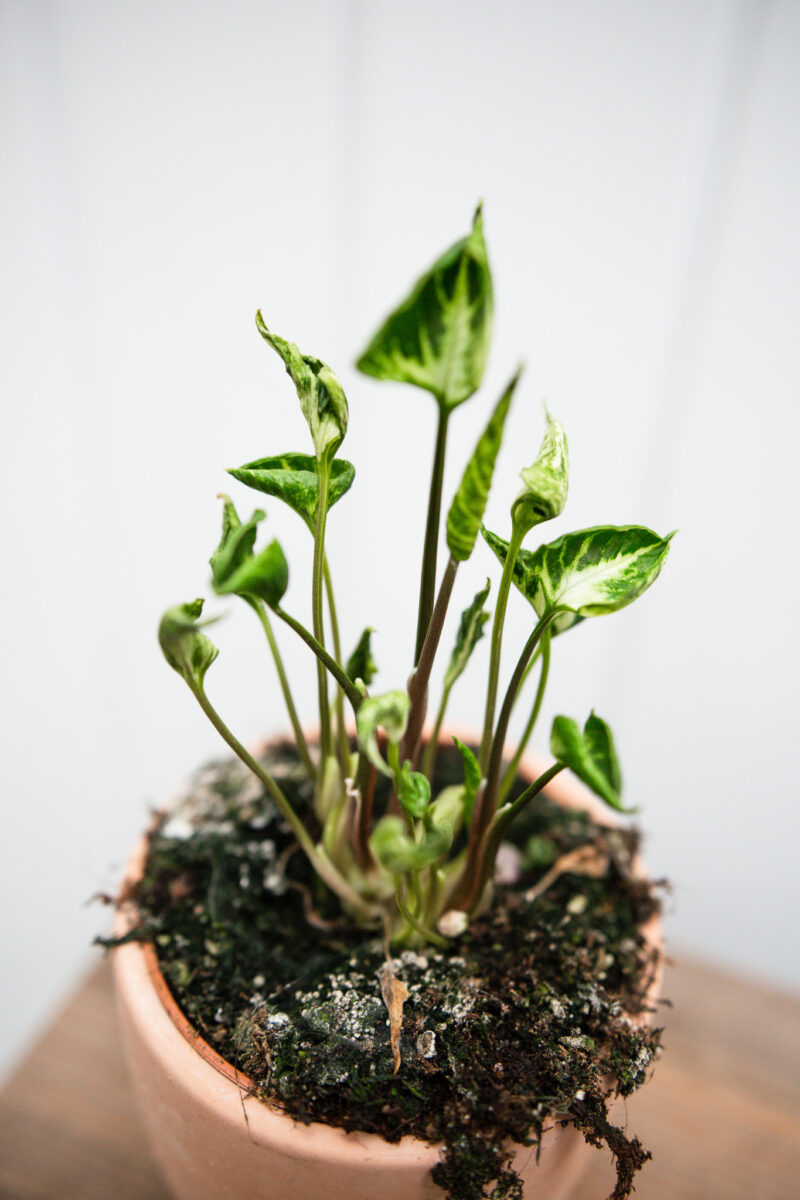 Syngonium Godzilla