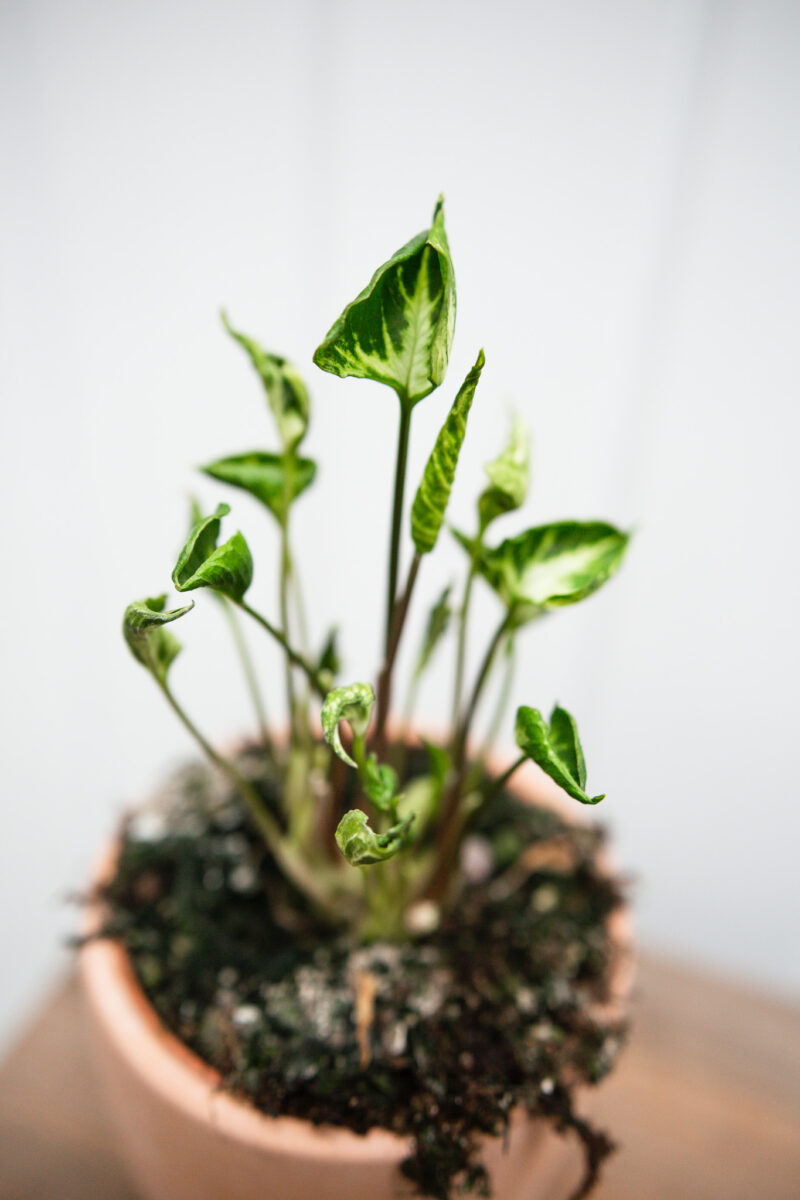 Syngonium Godzilla