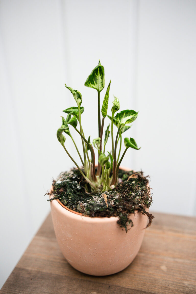Syngonium Godzilla