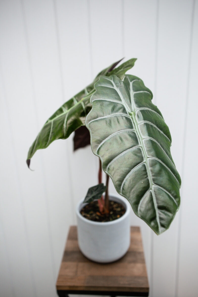 Alocasia chantrieri Alocasia chantrieri