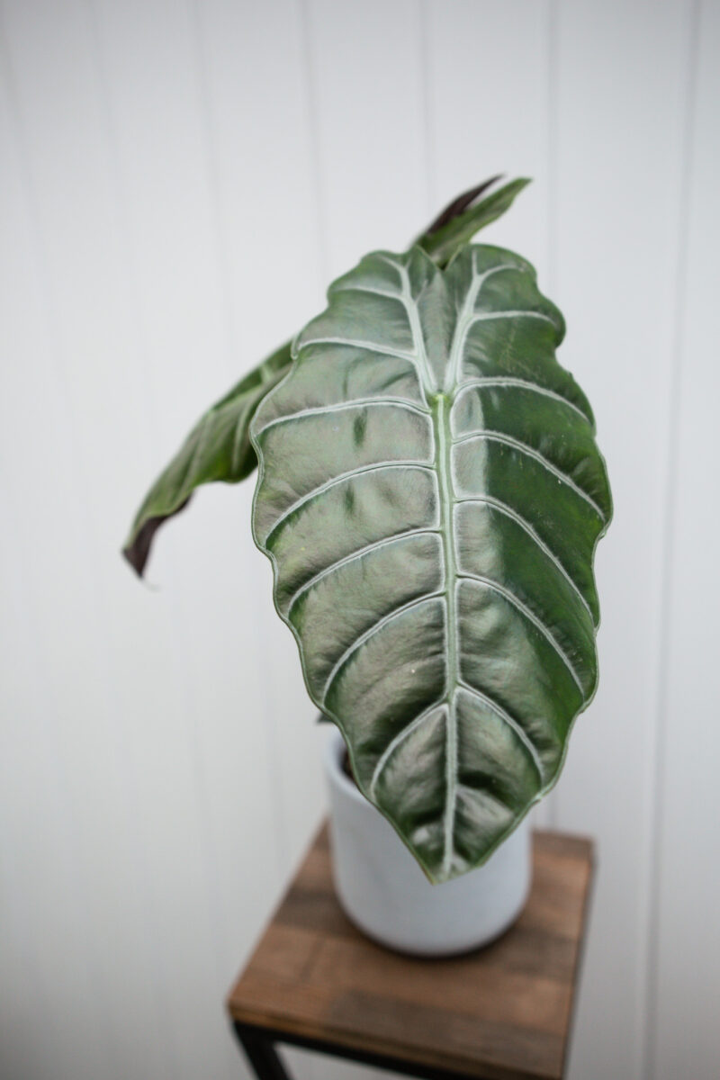 Alocasia chantrieri