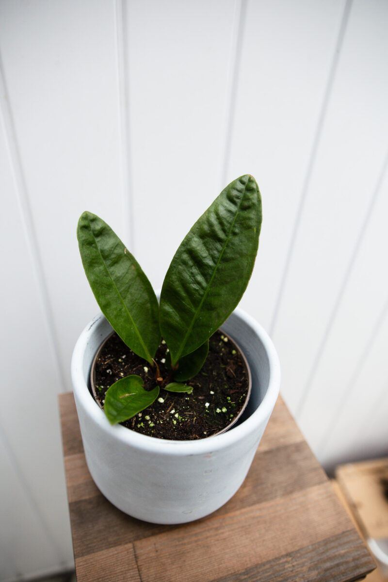 Anthurium Superbum