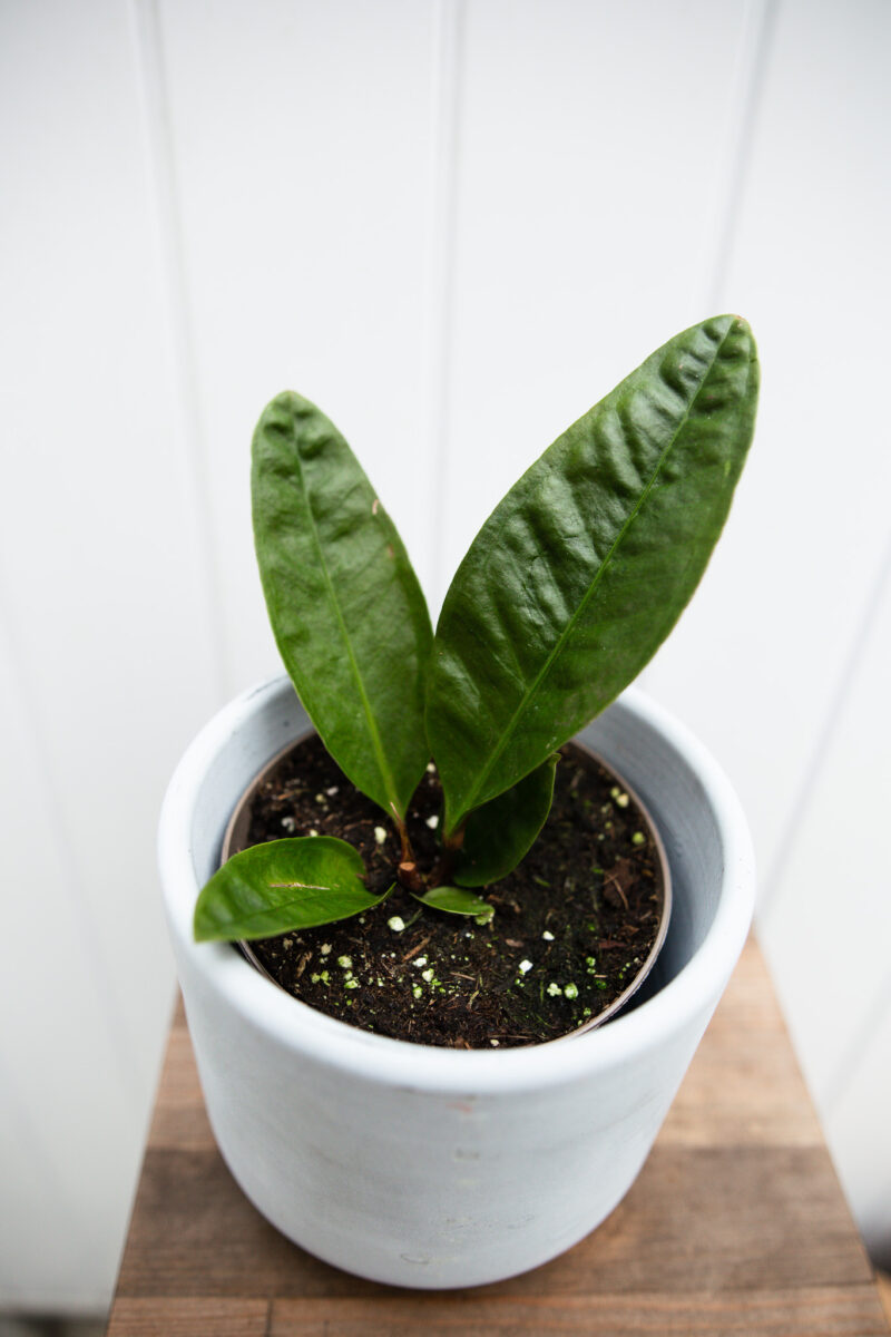 Anthurium Superbum Anthurium Superbum