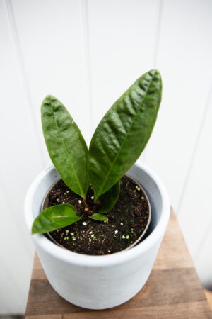 Anthurium Superbum