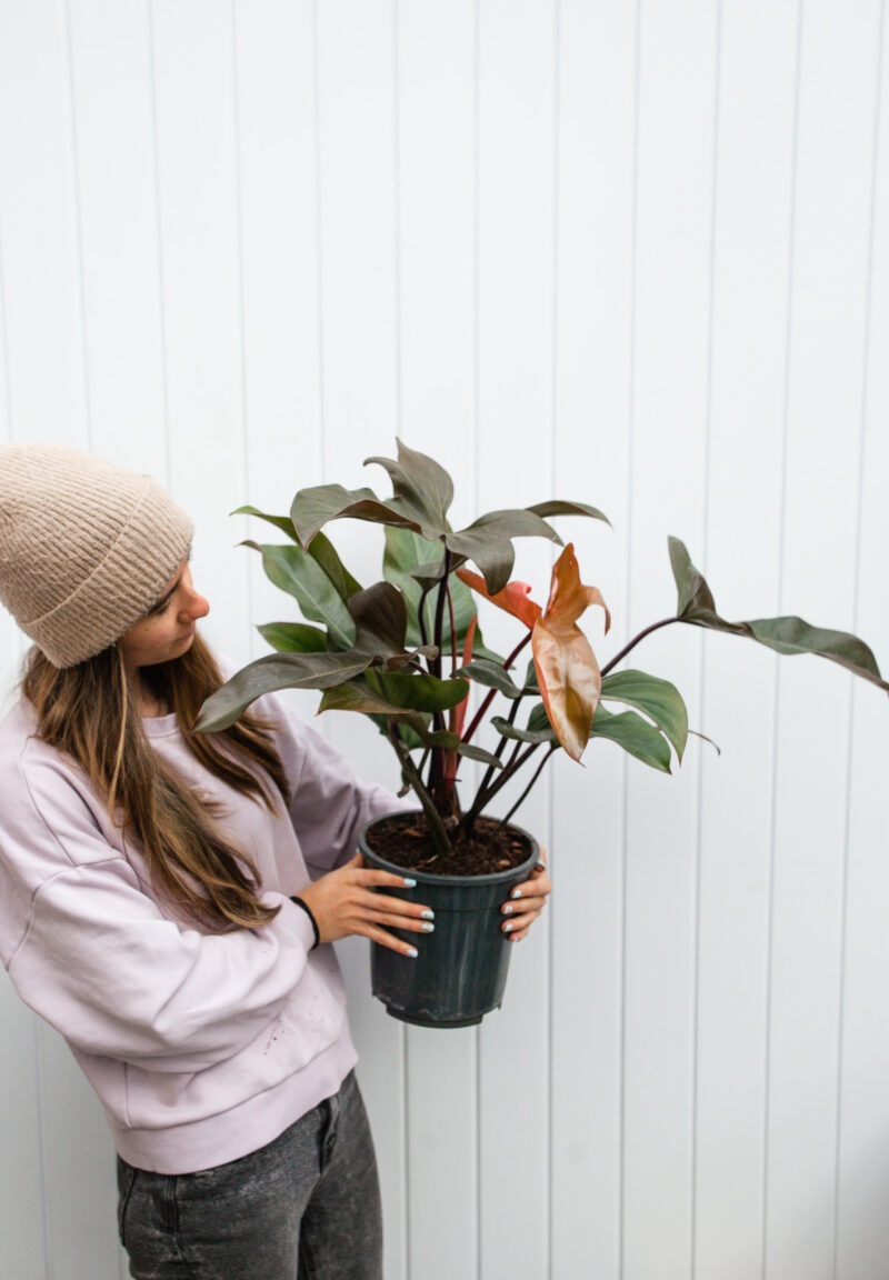 Philodendron florida bronze Philodendron florida bronze