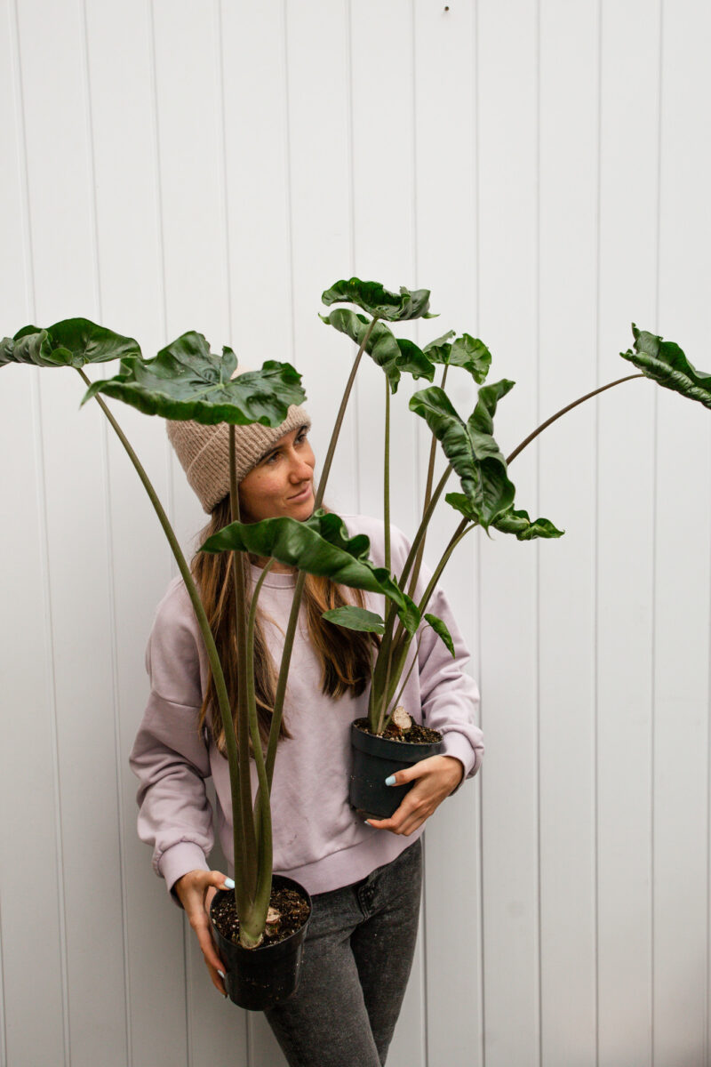 Alocasia Dragon Tail Alocasia Dragon Tail