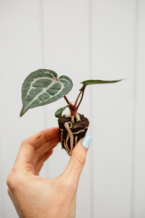 Anthurium Michelle