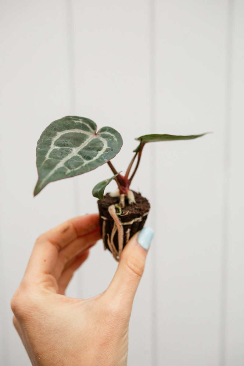 Anthurium Michelle